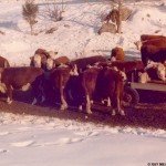 cows1960s